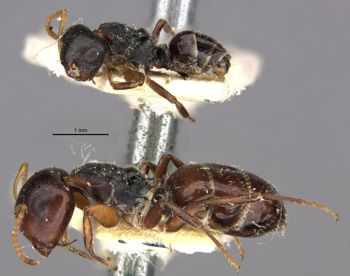 Media type: image;   Entomology 21606 Aspect: habitus lateral view